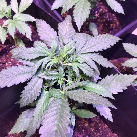 May growlog timeline photo