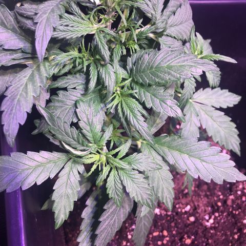 May growlog timeline photo