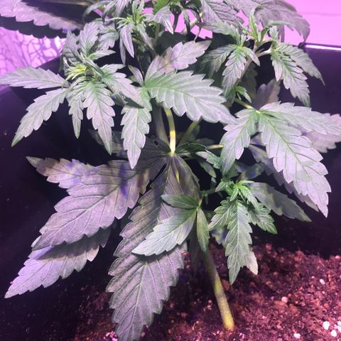 May growlog timeline photo