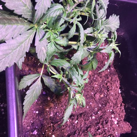 May growlog timeline photo