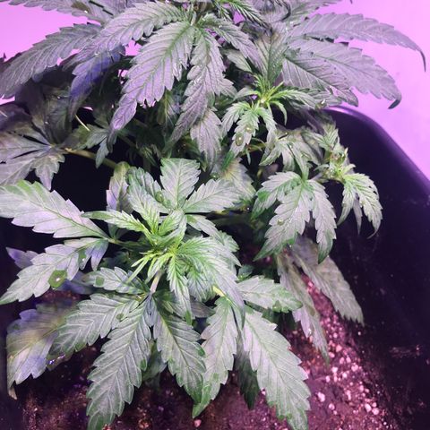 May growlog timeline photo