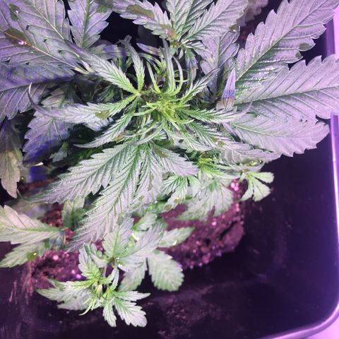 May growlog timeline photo