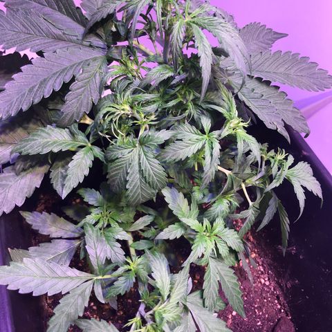 May growlog timeline photo