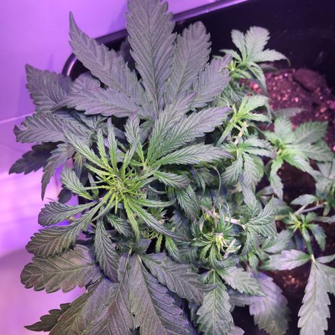 May growlog timeline photo