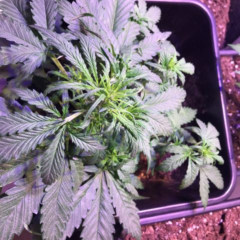 May growlog timeline photo