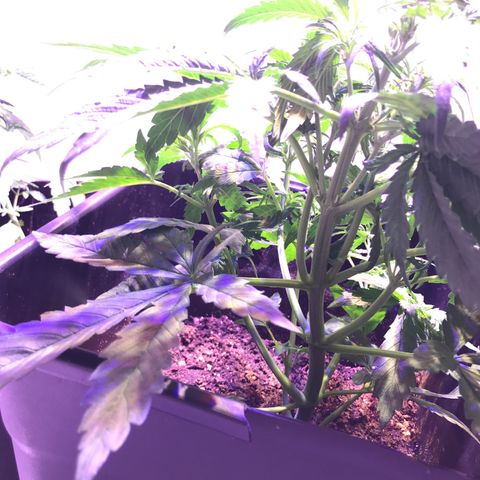 May growlog timeline photo