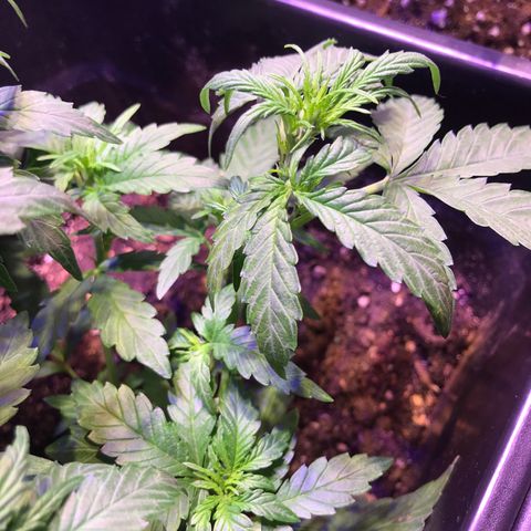 May growlog timeline photo