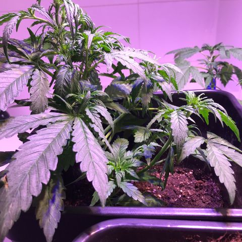 May growlog timeline photo