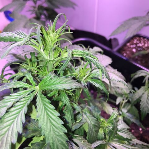 May growlog timeline photo
