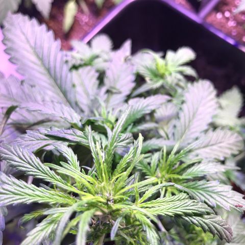 May growlog timeline photo