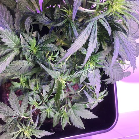 May growlog timeline photo