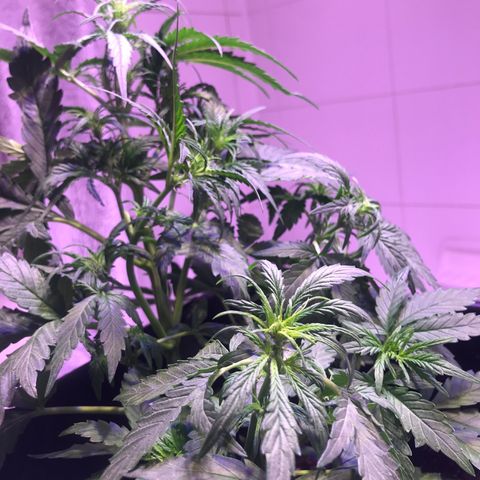 May growlog timeline photo