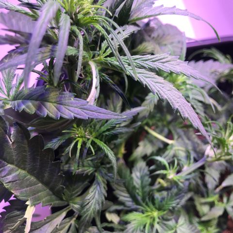 May growlog timeline photo