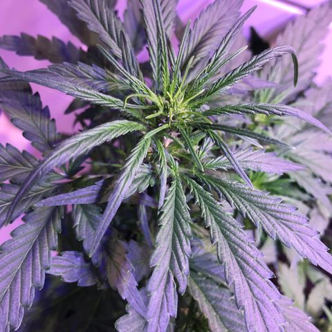 May growlog timeline photo