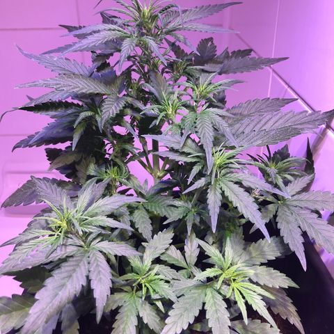May growlog timeline photo