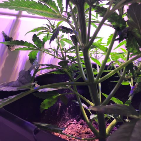 May growlog timeline photo