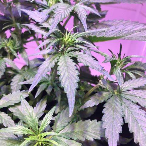 May growlog timeline photo