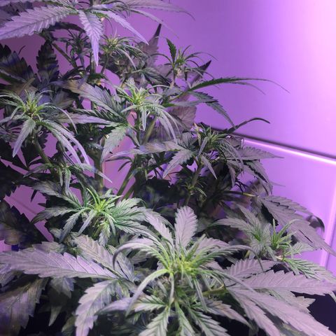 May growlog timeline photo