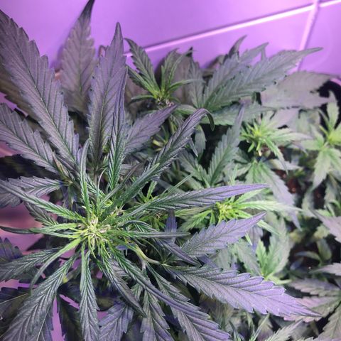 May growlog timeline photo
