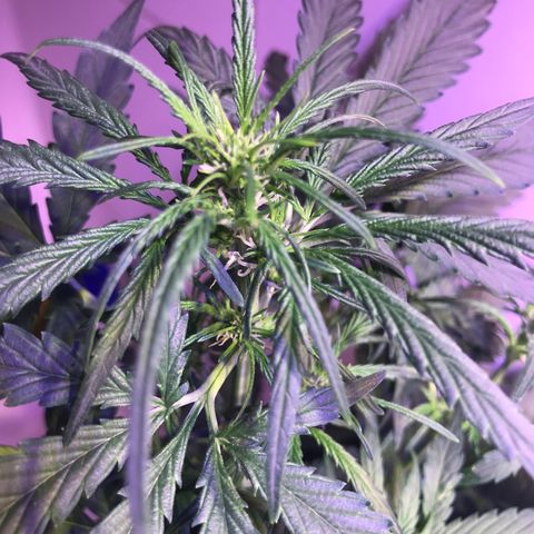 May growlog timeline photo