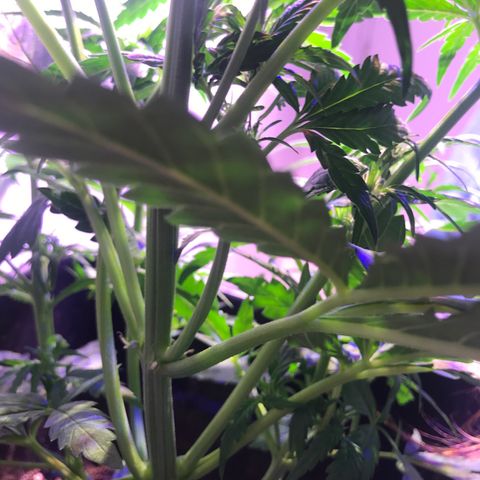 May growlog timeline photo