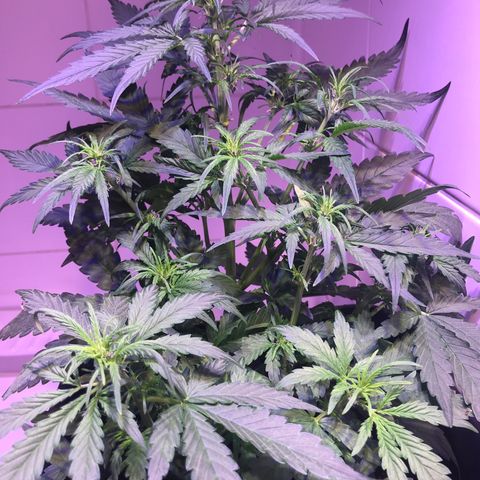 May growlog timeline photo