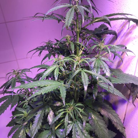 May growlog timeline photo