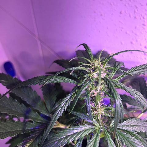 May growlog timeline photo