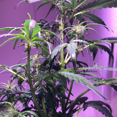 May growlog timeline photo