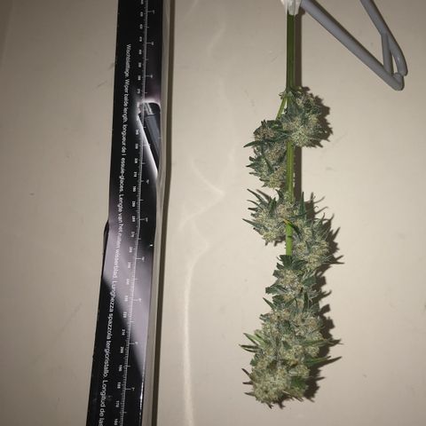 May growlog photo: Harvest