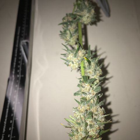 May growlog timeline photo
