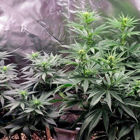Amnesia growlog timeline photo