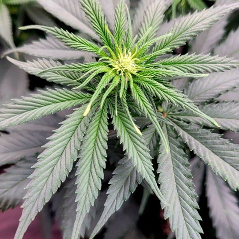 Purple Bud growlog timeline photo