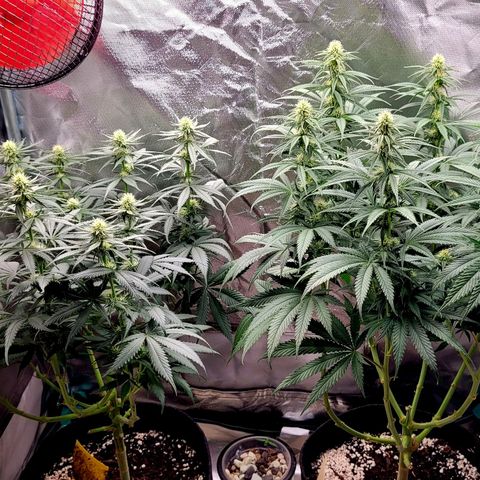 Purple Bud growlog timeline photo