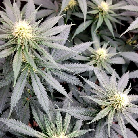 Purple Bud growlog timeline photo