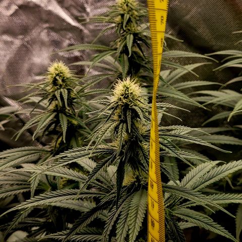 Amnesia growlog timeline photo