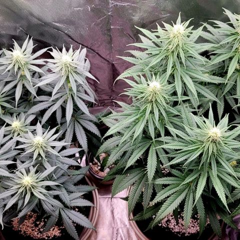 Amnesia growlog timeline photo