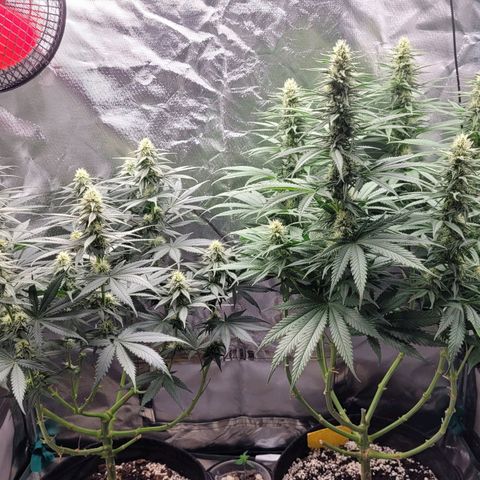 Amnesia growlog timeline photo