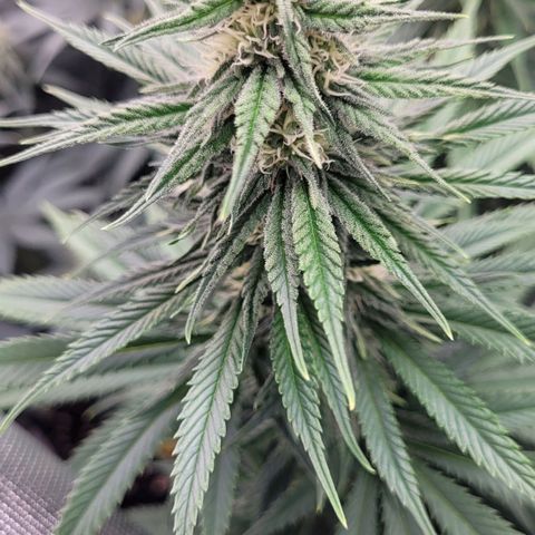Amnesia growlog timeline photo