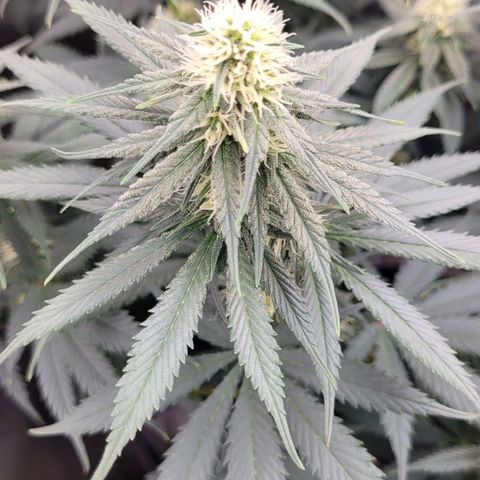 Purple Bud growlog timeline photo