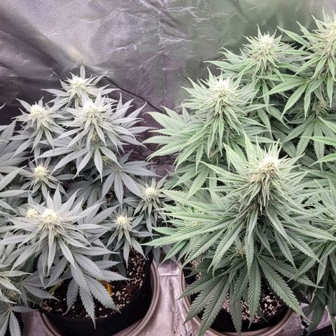 Purple Bud growlog timeline photo