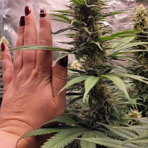 Amnesia growlog timeline photo