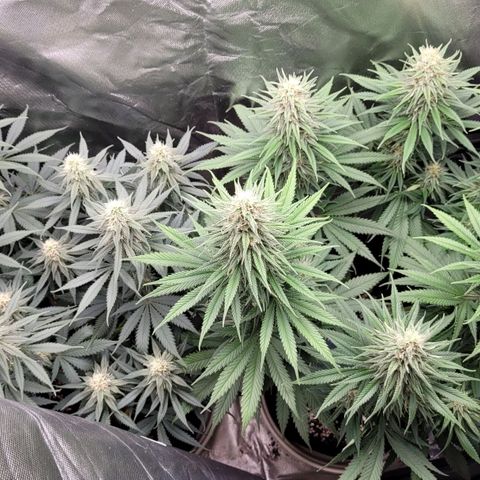 Purple Bud growlog timeline photo