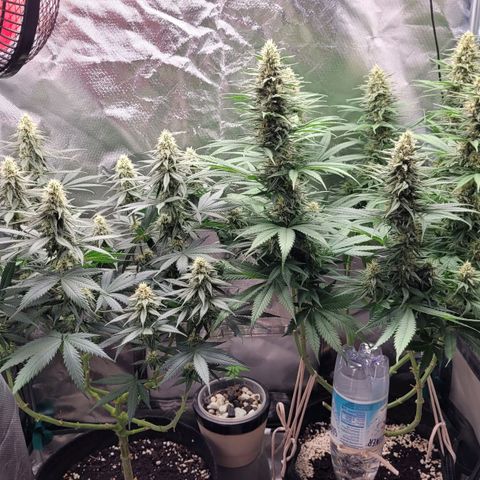 Purple Bud growlog timeline photo