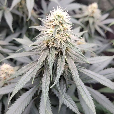 Purple Bud growlog timeline photo
