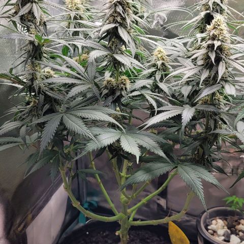Purple Bud growlog timeline photo