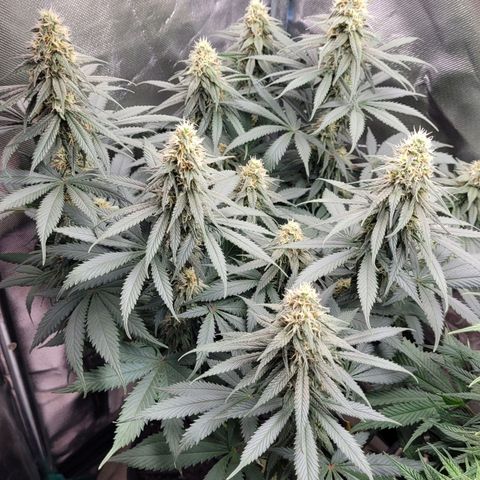 Purple Bud growlog timeline photo