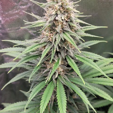 Amnesia growlog timeline photo
