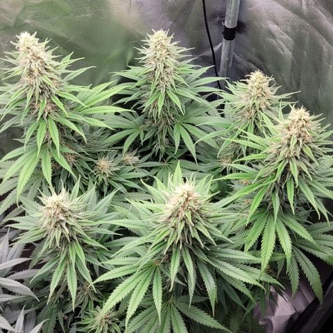Amnesia growlog timeline photo