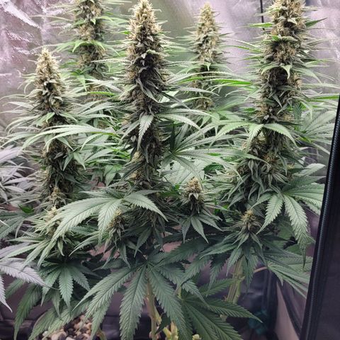Amnesia growlog timeline photo